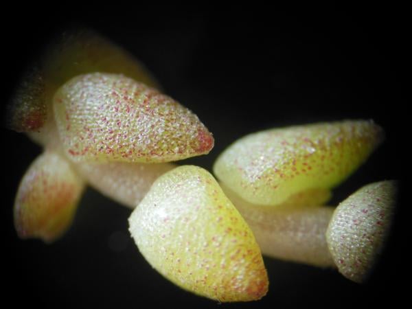 Biting stonecrop