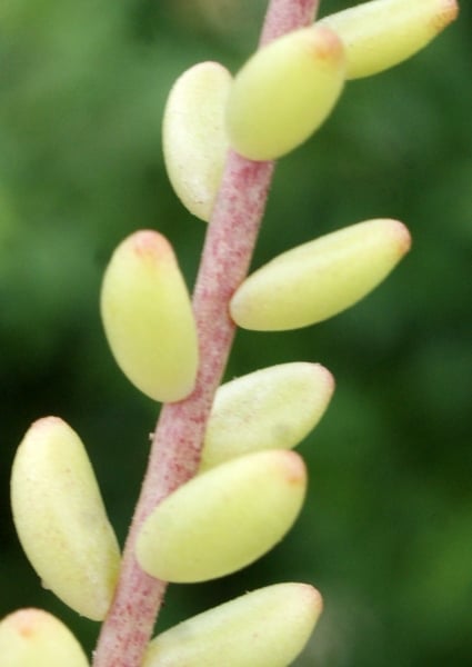 White stonecrop