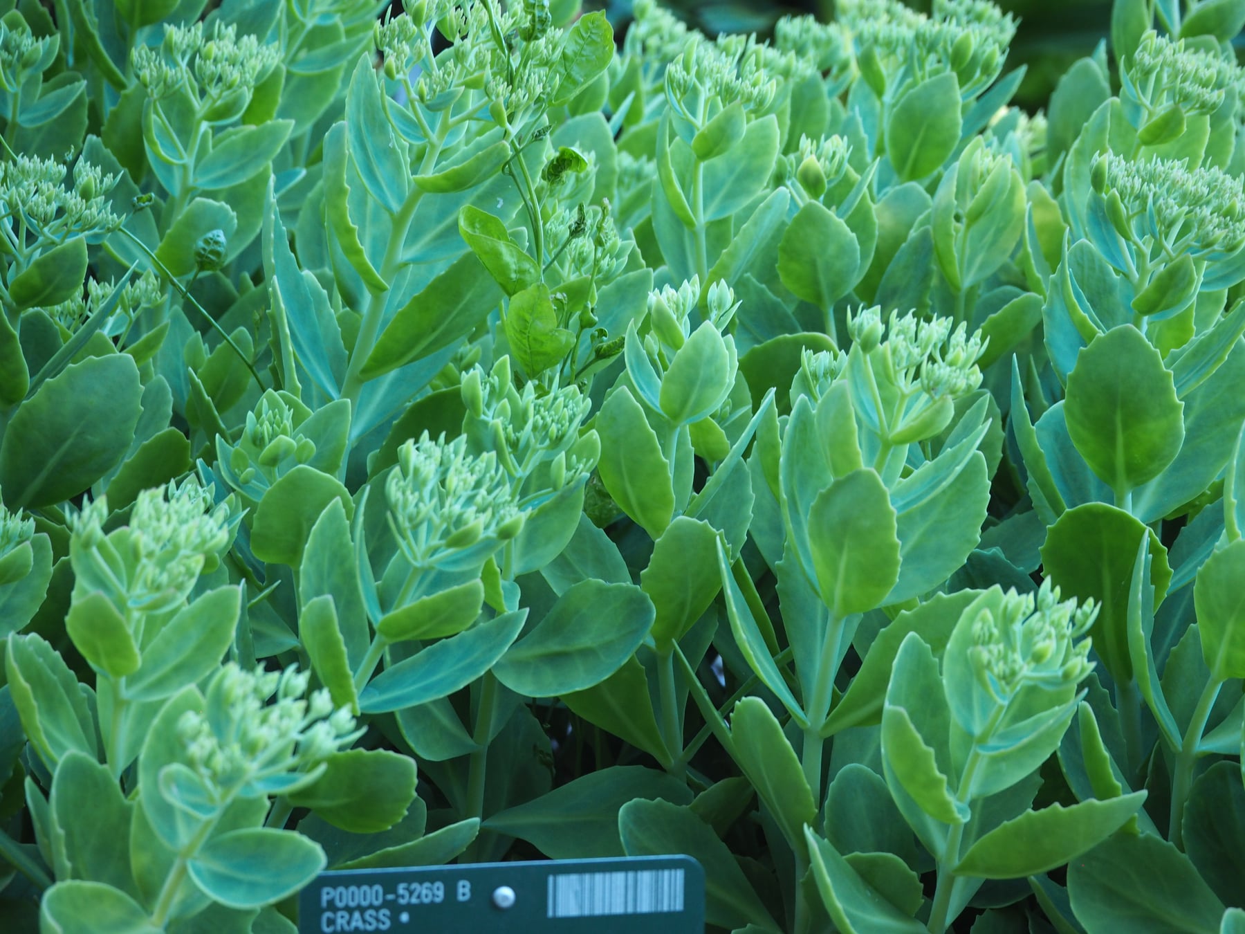 Showy stonecrop