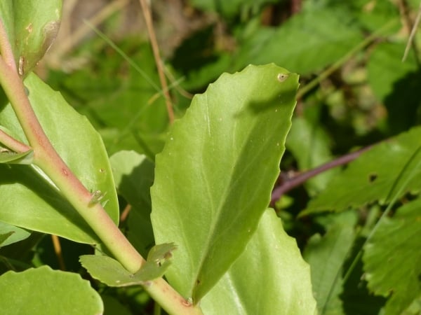 Orpine