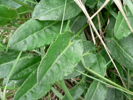 Common sorrel