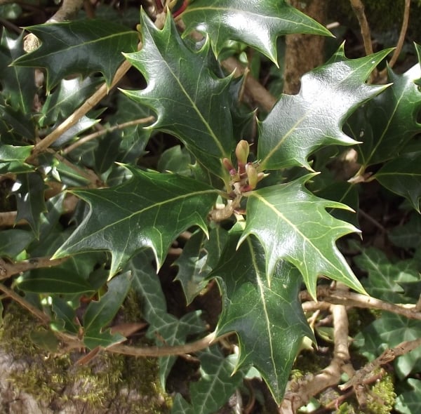 Holly osmanthus