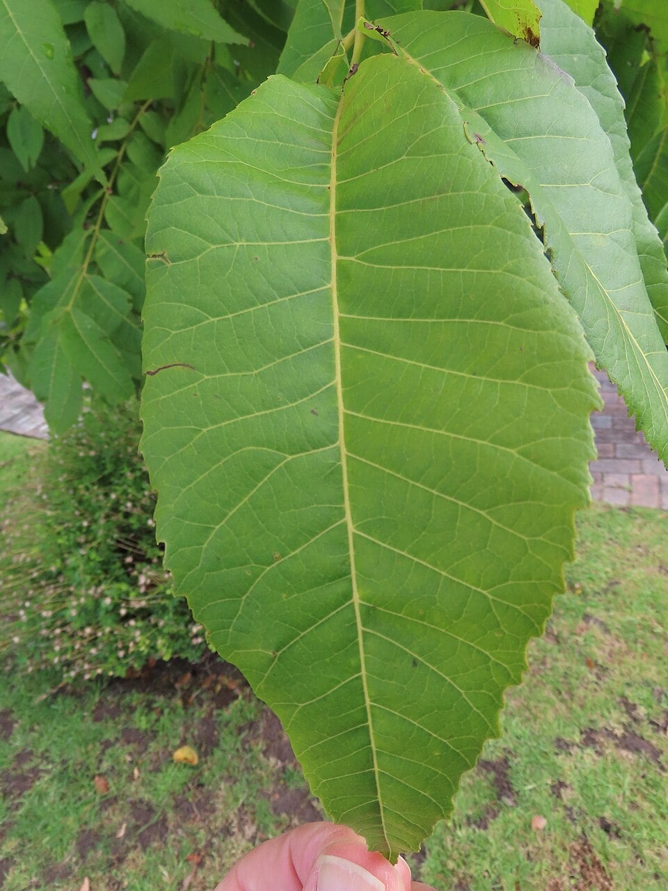 Pecan