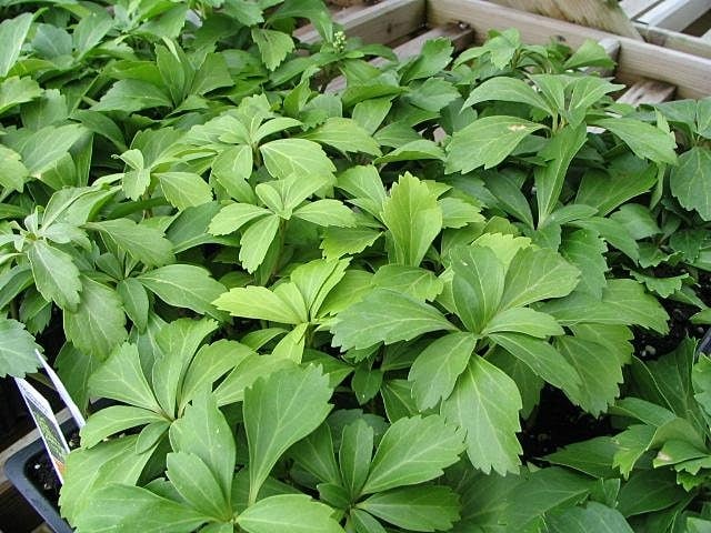 Japanese spurge