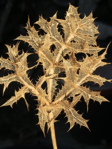 Panicaut champêtre