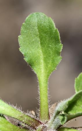 Common daisy
