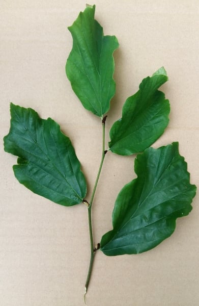 Persian ironwood