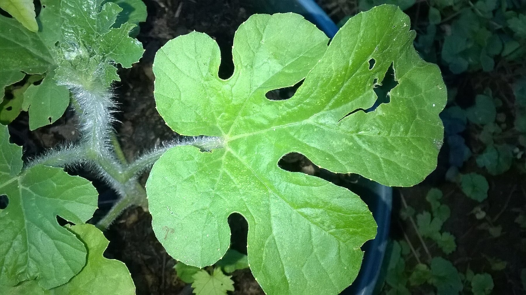 Watermelon