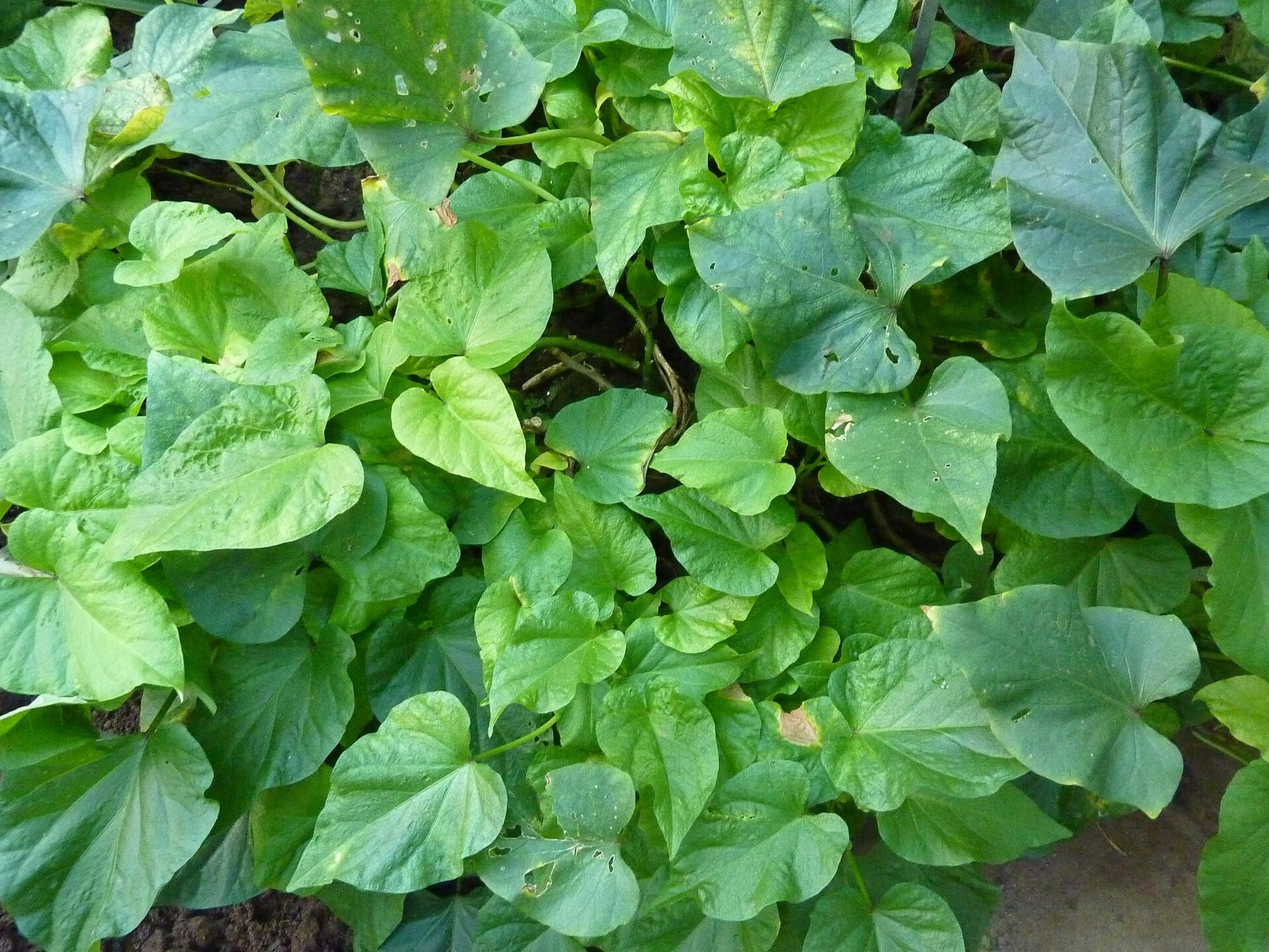 Sweet potato