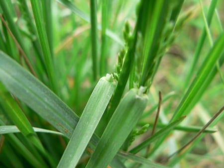 Kentucky bluegrass