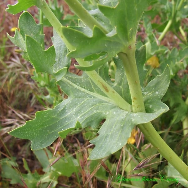 Yellow horned poppy