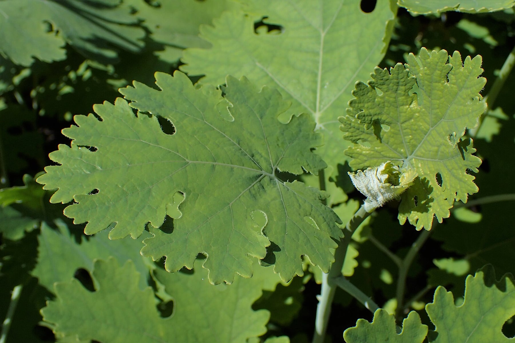 Plume poppy