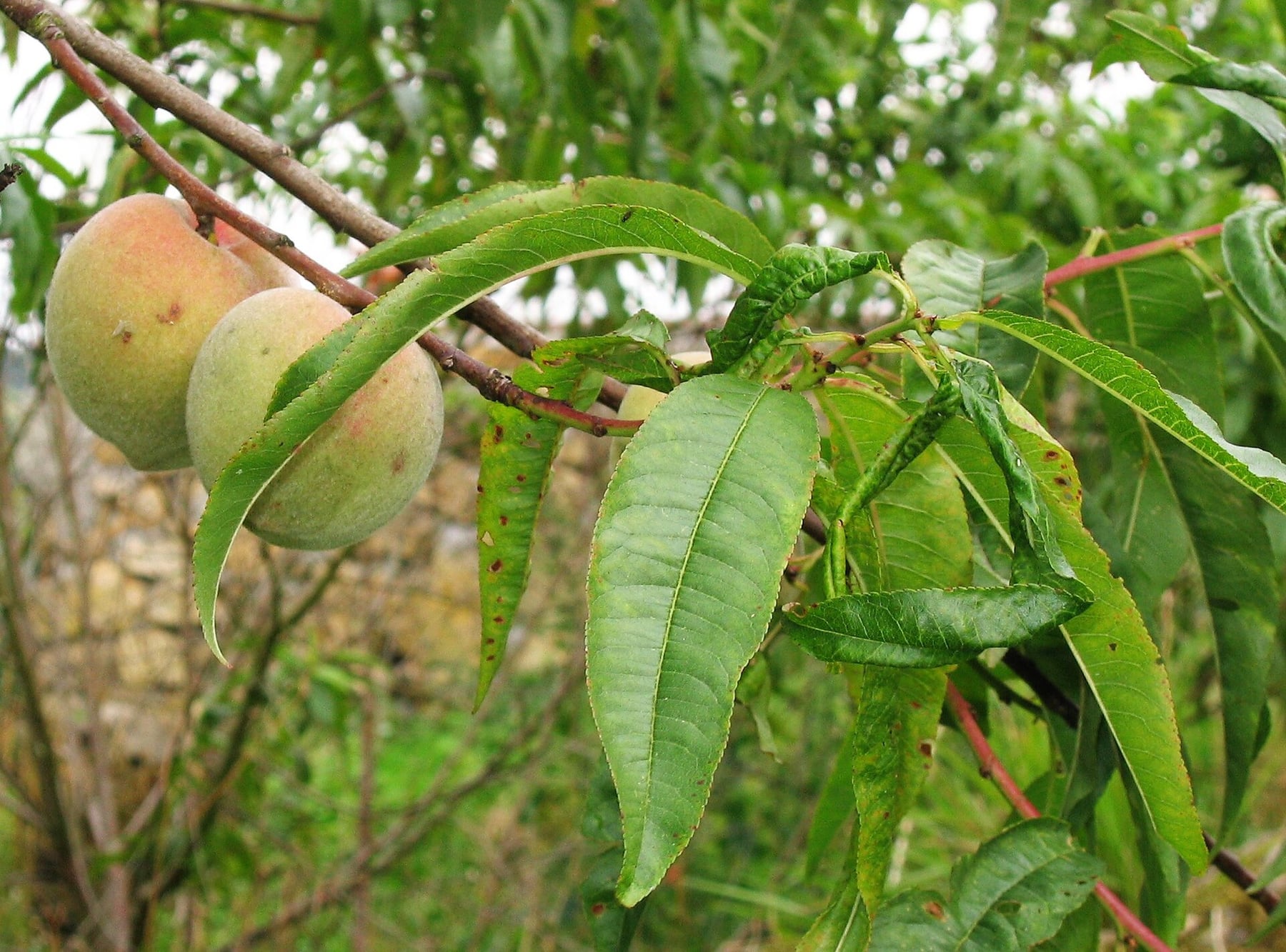 Peach