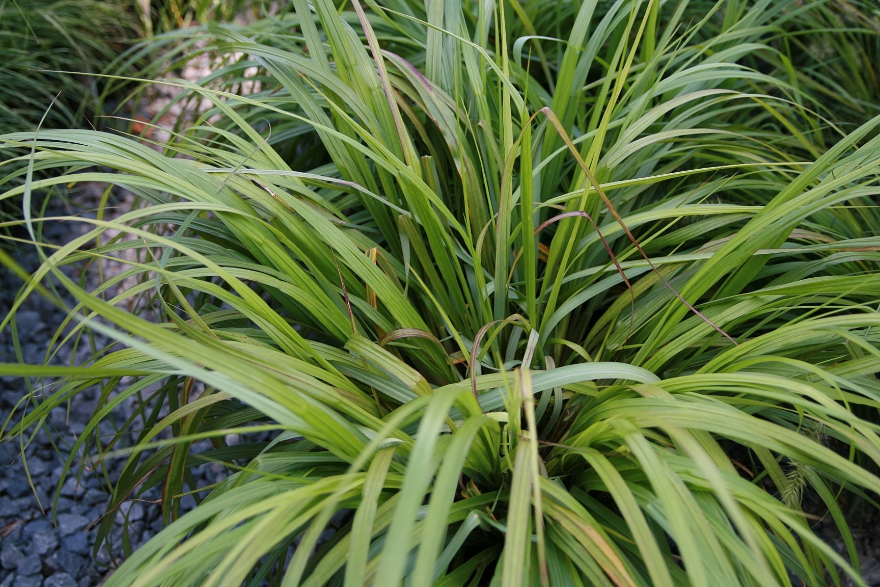 Chinese fountain grass