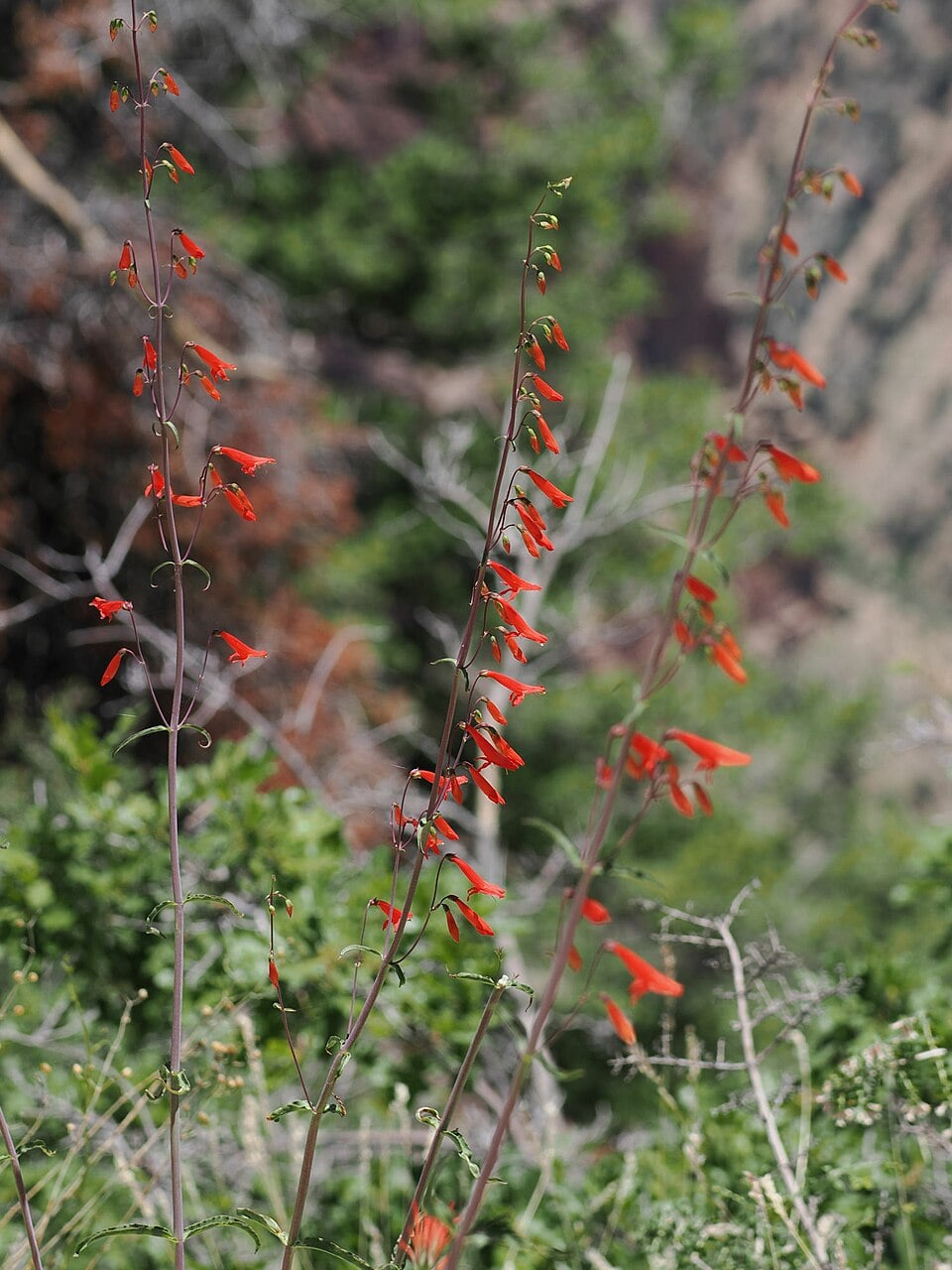 Beardlip penstemon