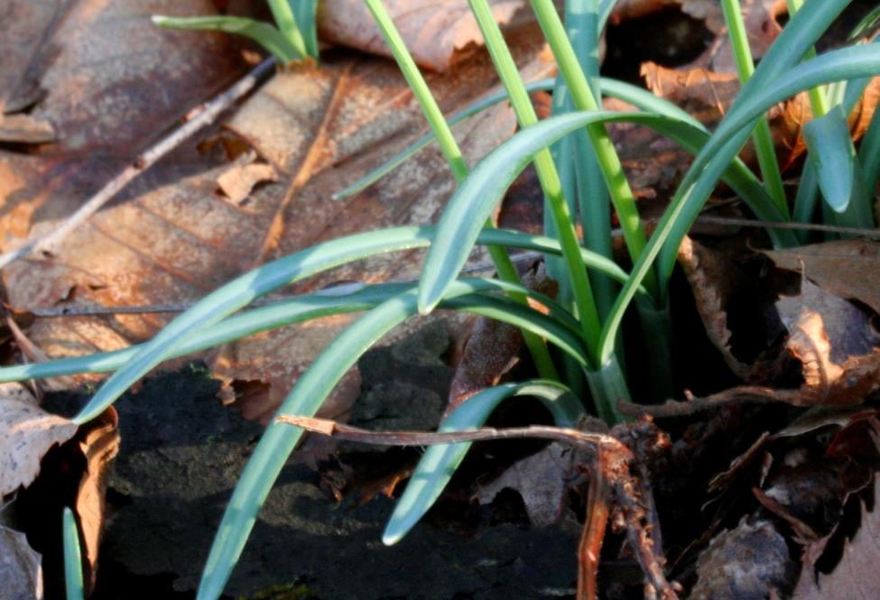 Snowdrop