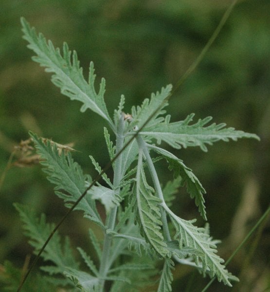 Russian sage