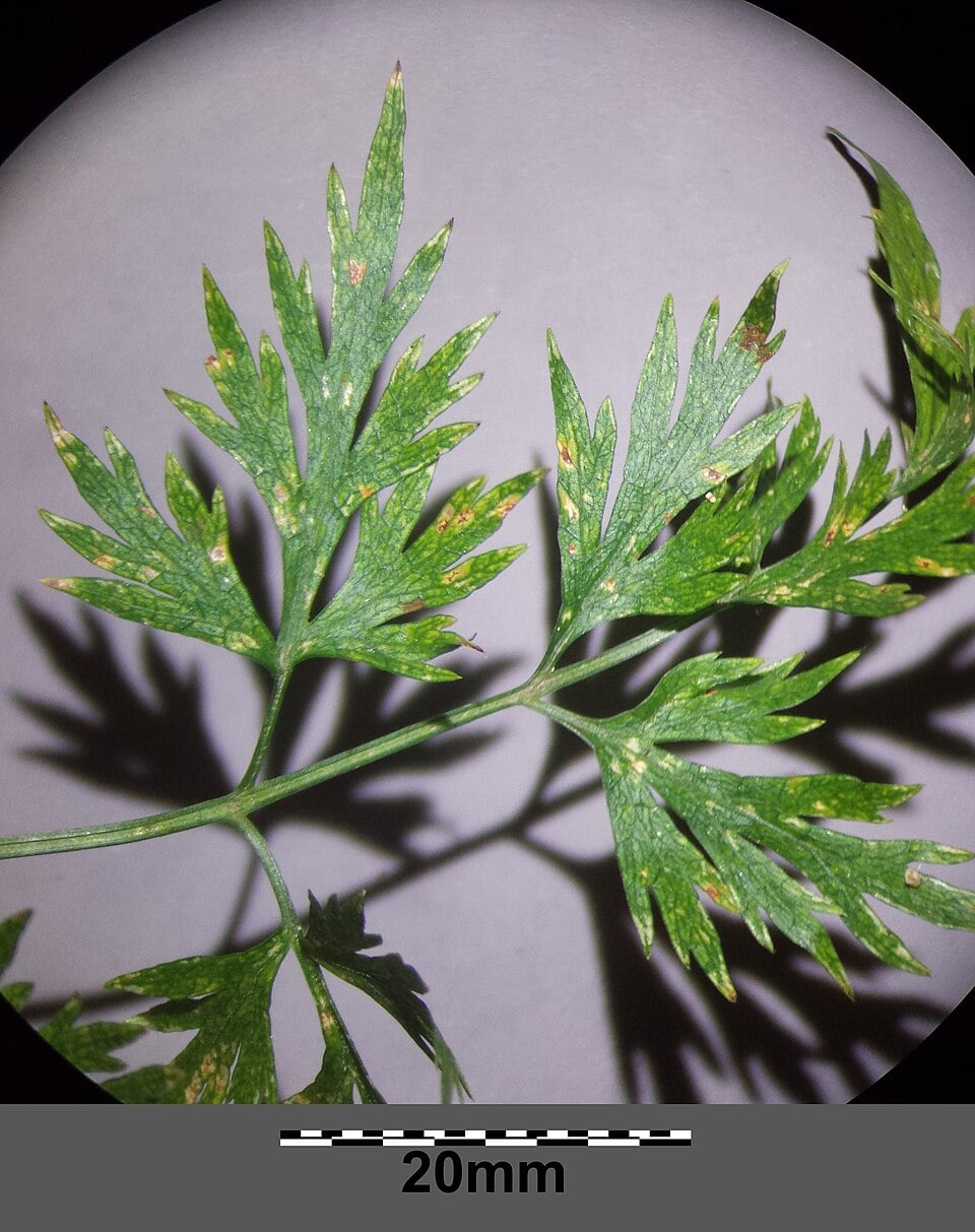 Fool's parsley