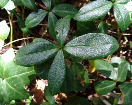 Lesser periwinkle