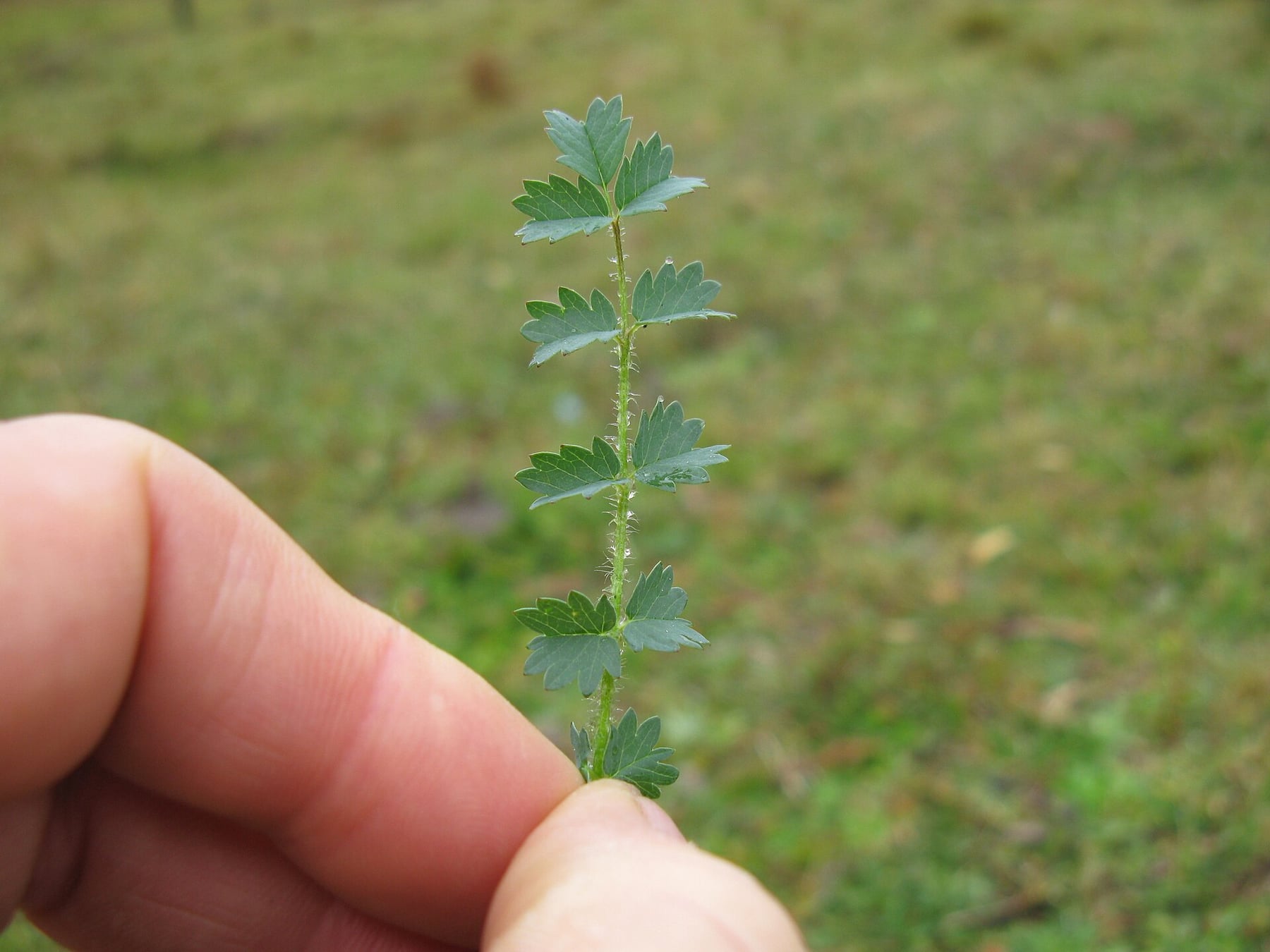 Salad burnet