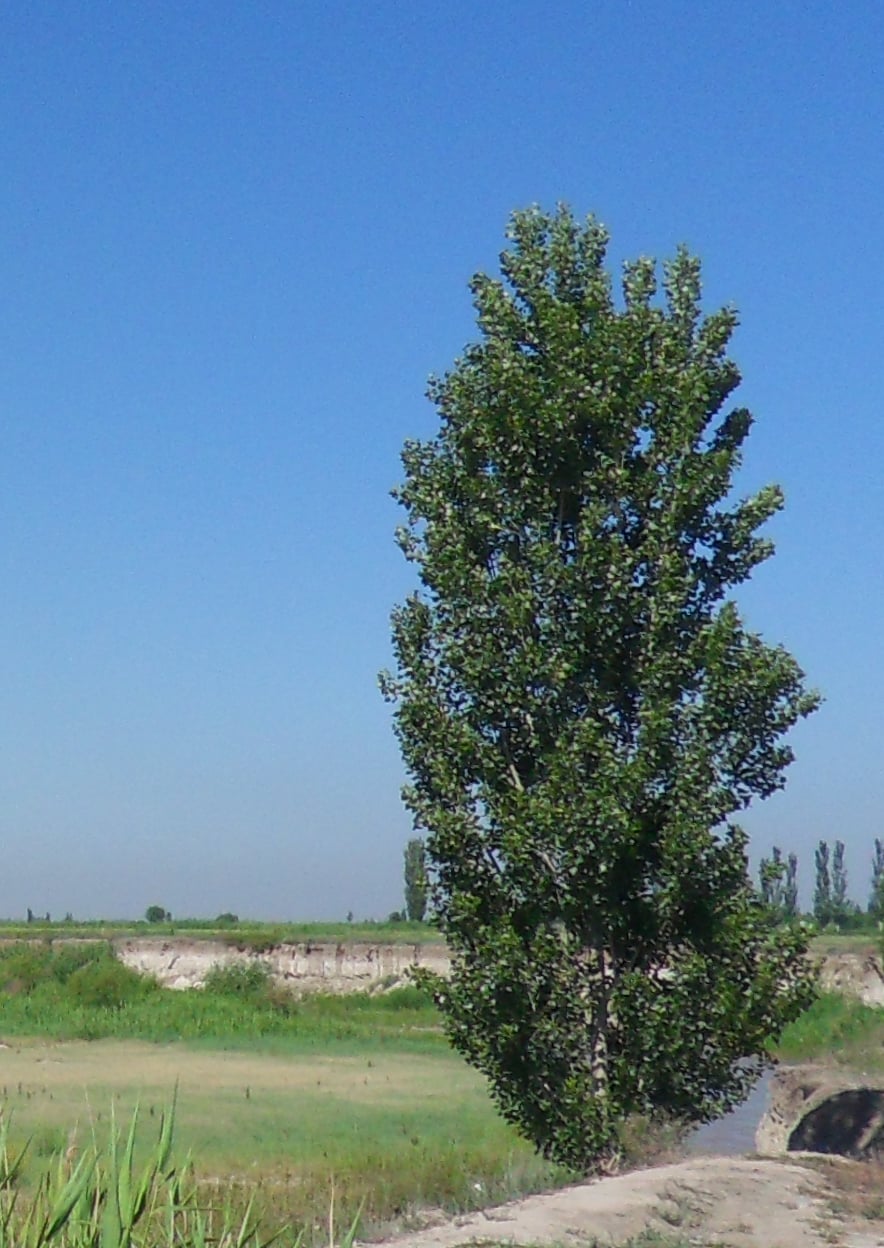 'Pyramidalis'