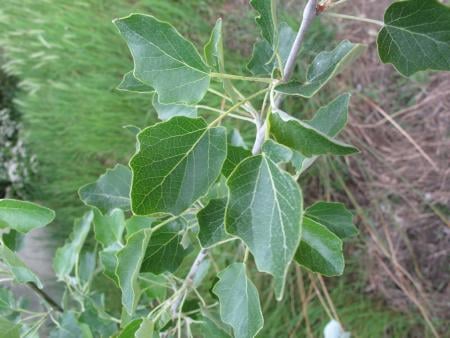 White poplar