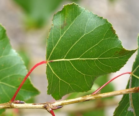 Black poplar