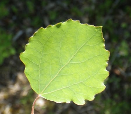 European aspen