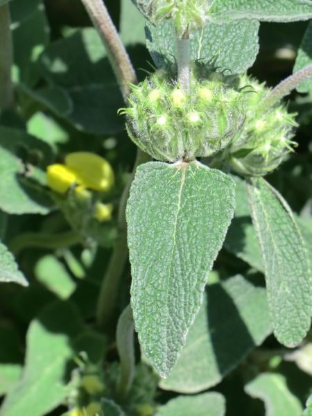 Jerusalem sage