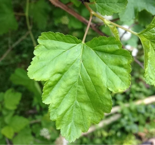 Ninebark