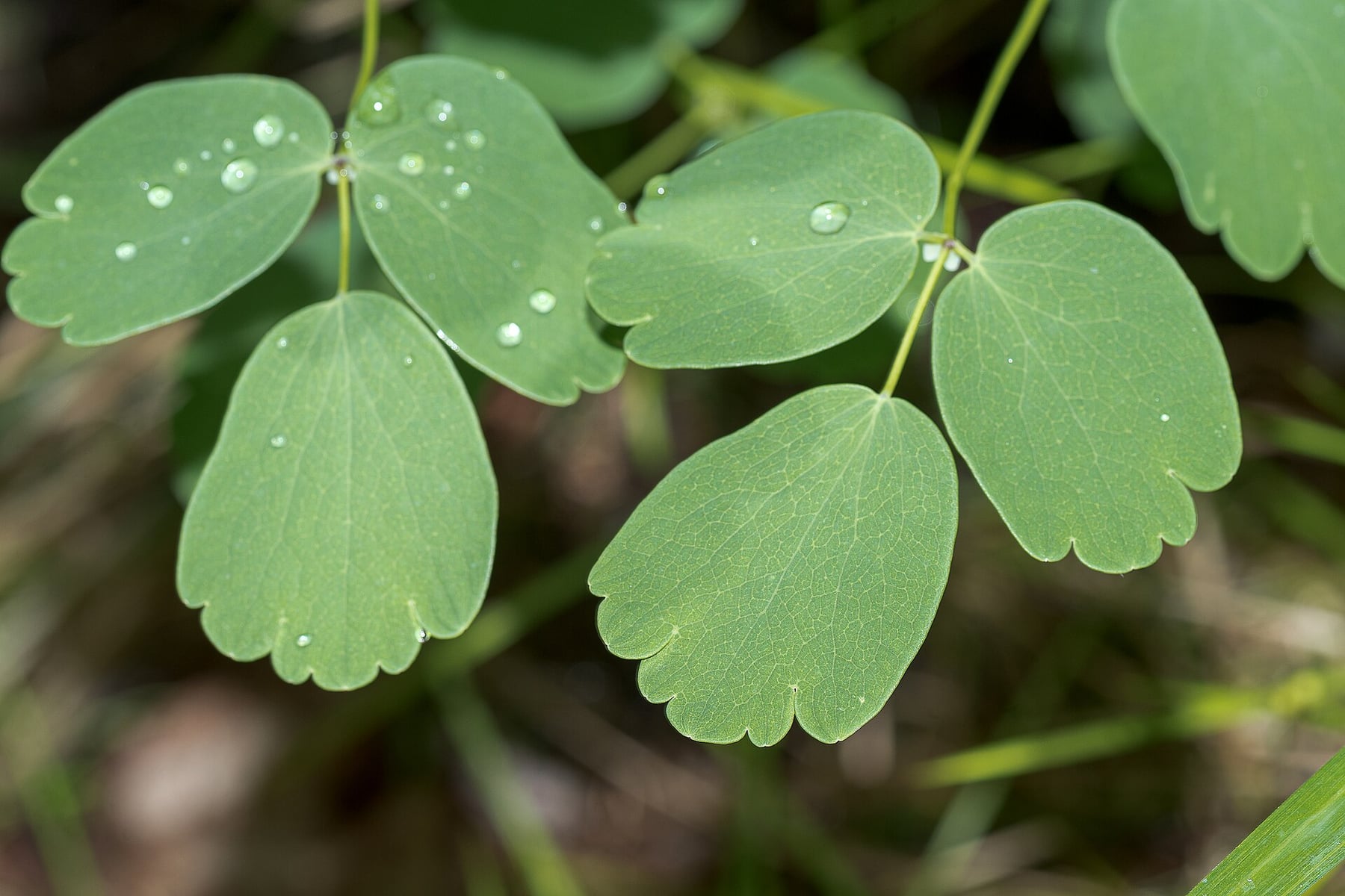 Columbine meadow-rue