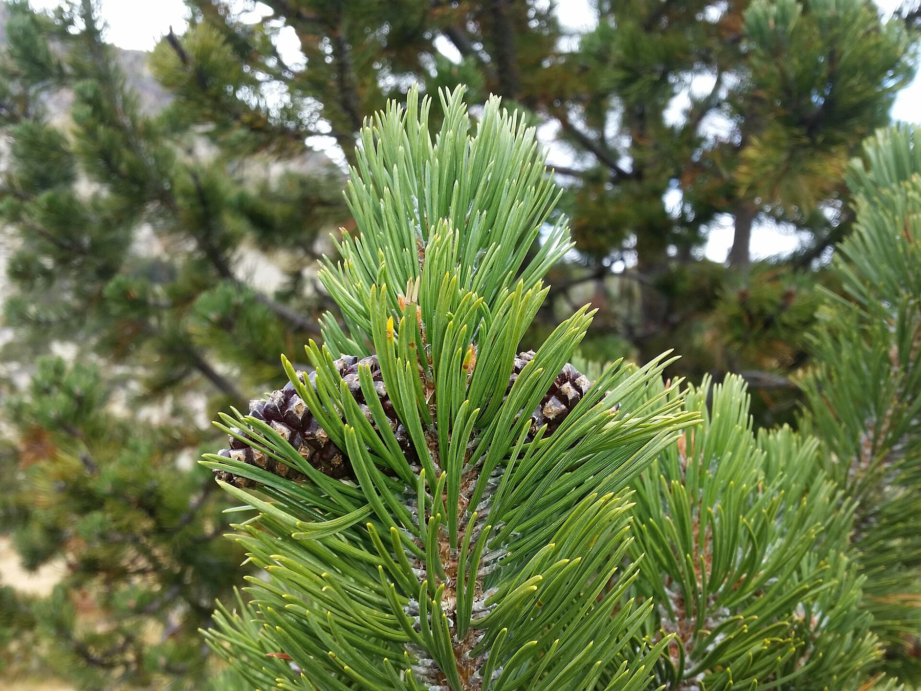 Mountain pine
