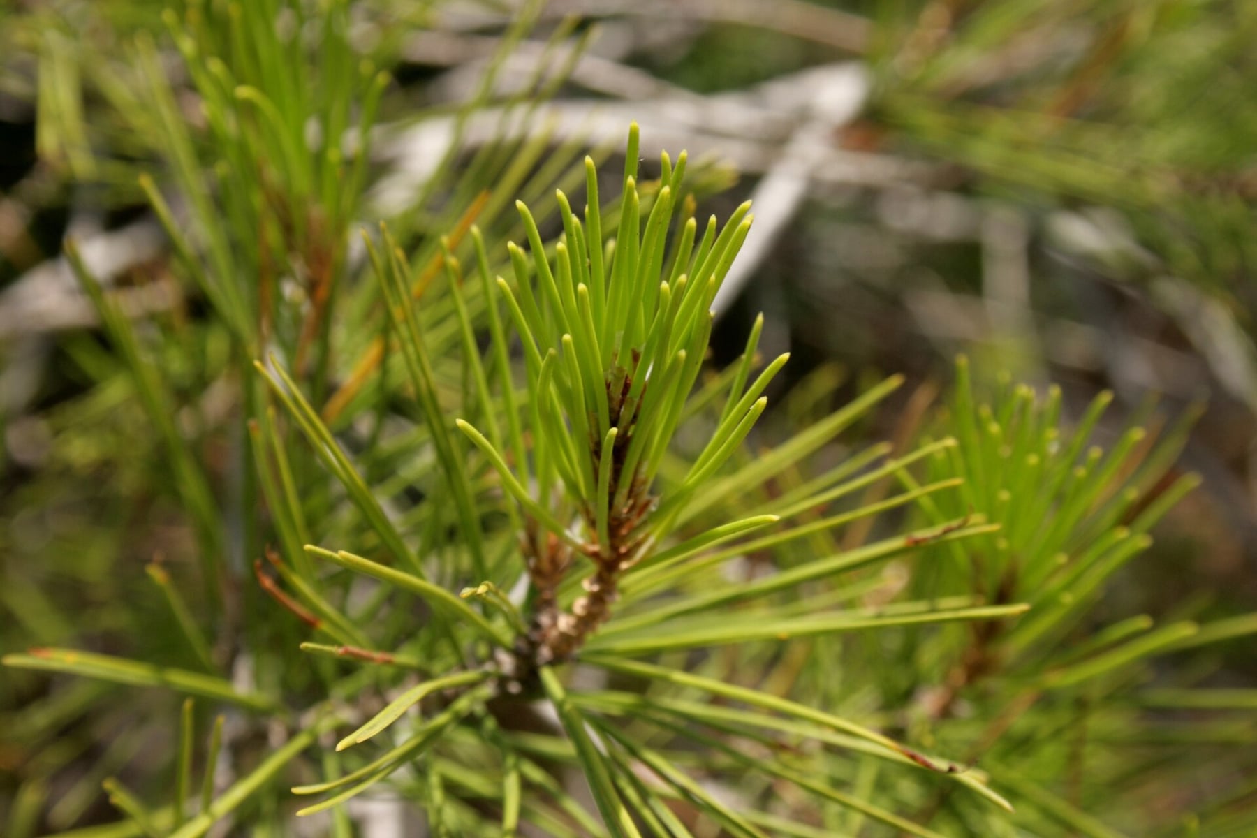 Aleppo pine