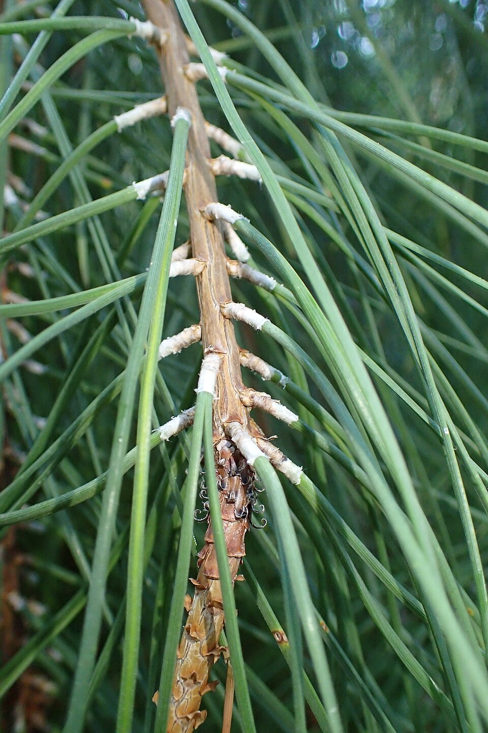 Maritime pine