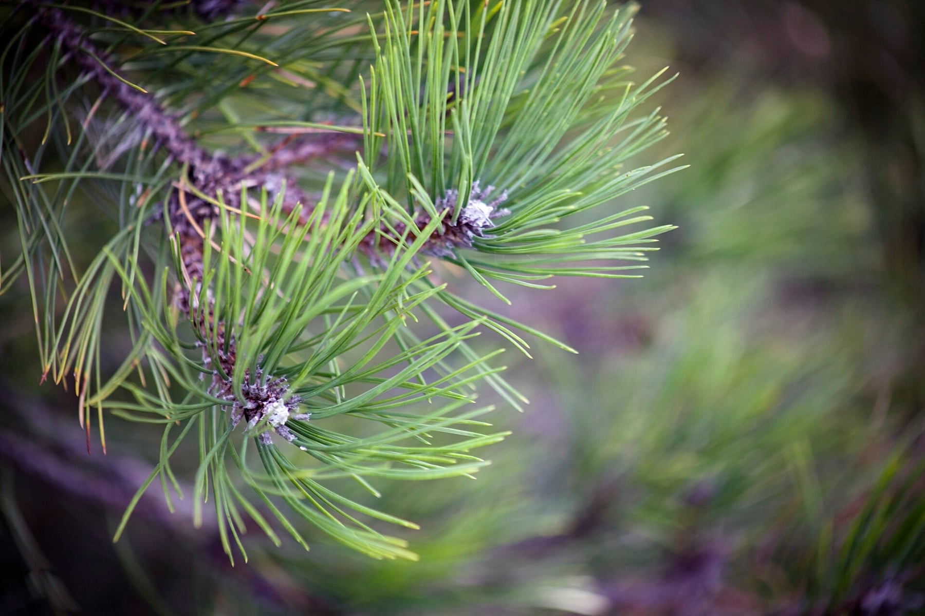 Austrian pine