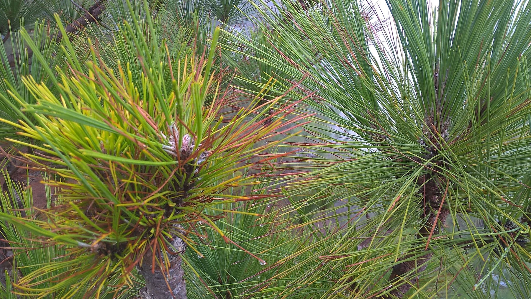 Stone pine