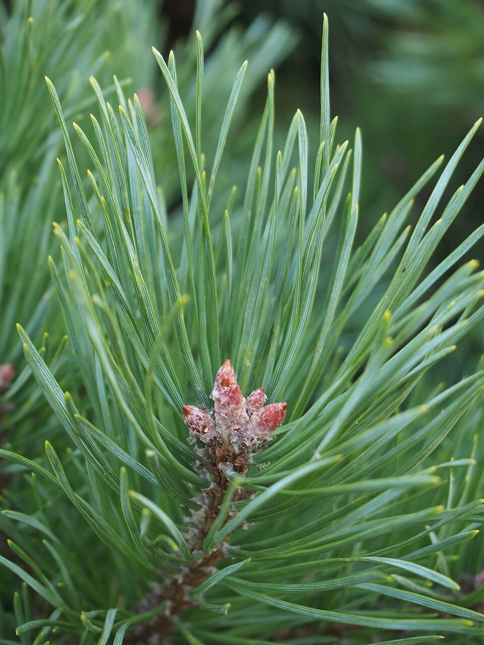 Scots pine