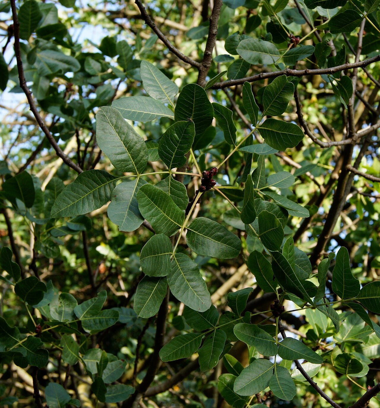 Pistachio