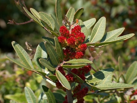 Mastic tree