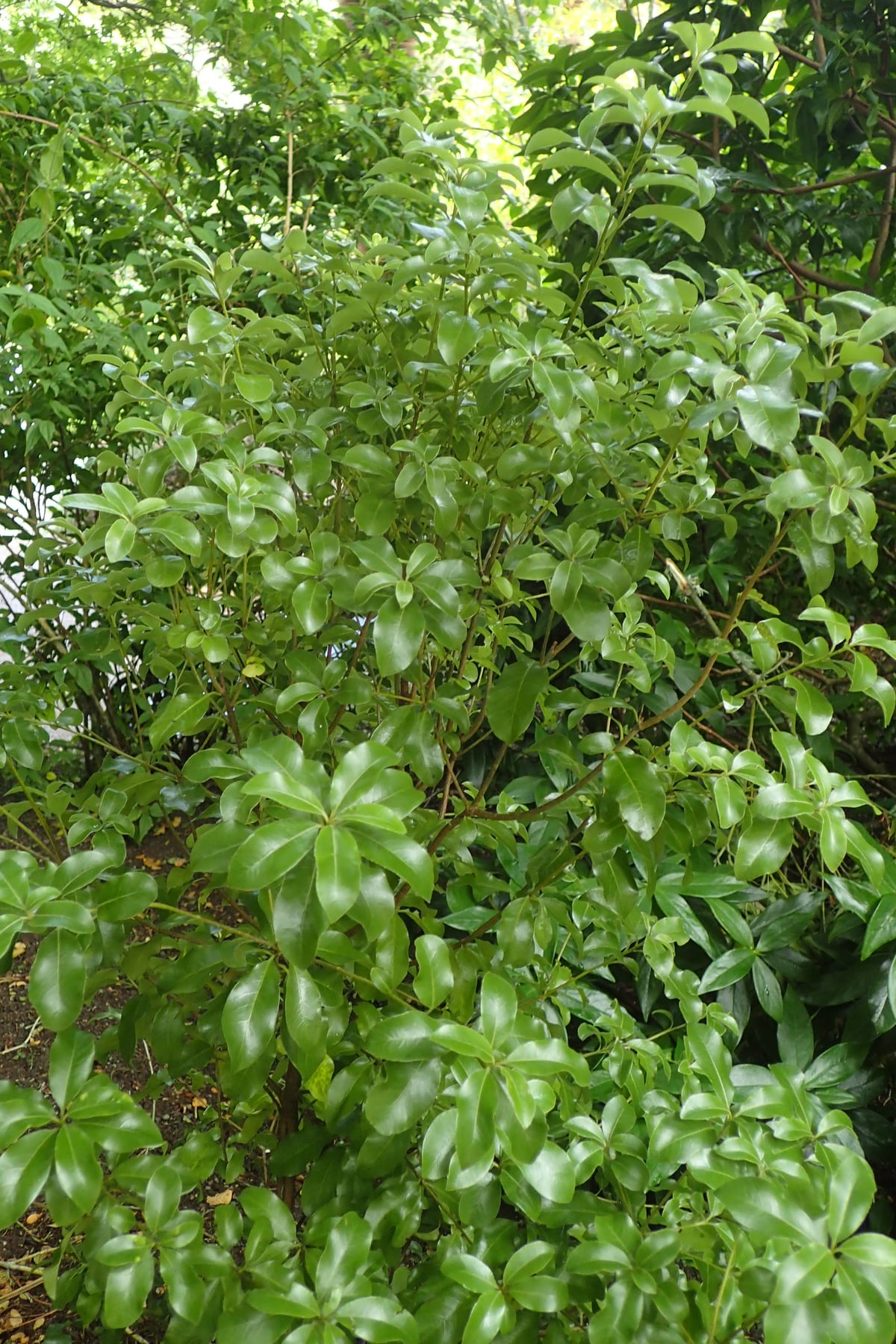 Pittospore