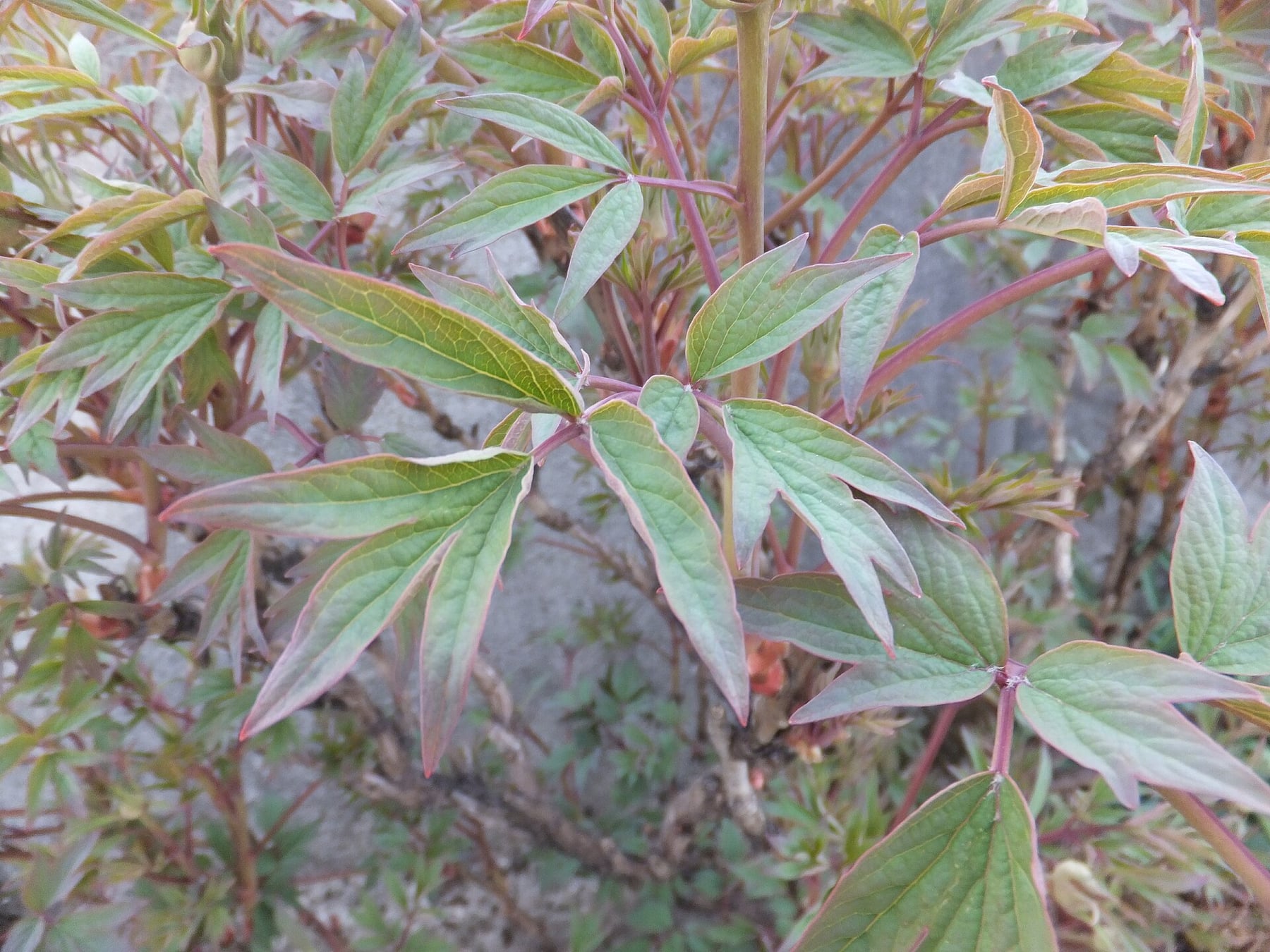 Tree peony