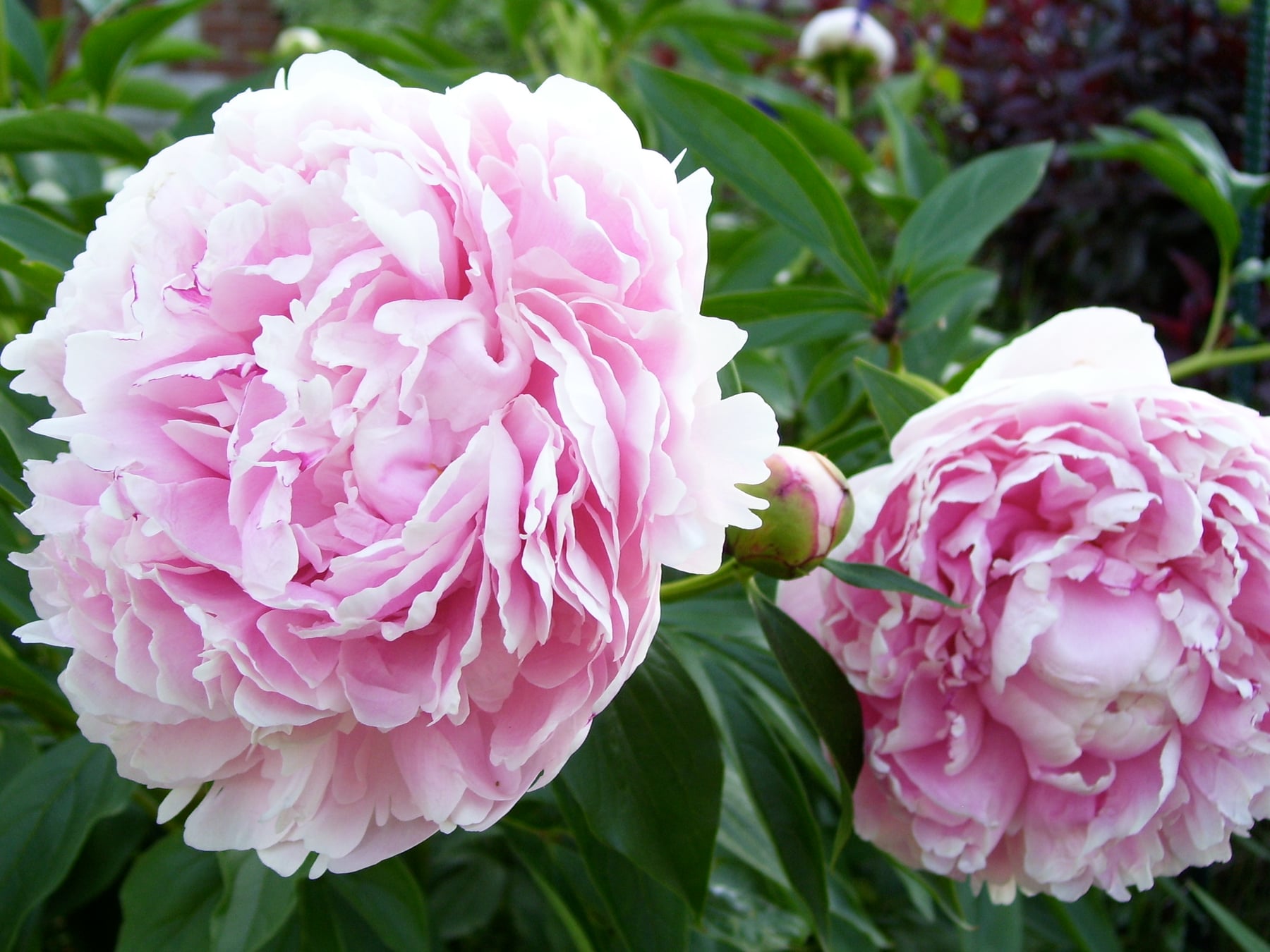 'Sarah Bernhardt'