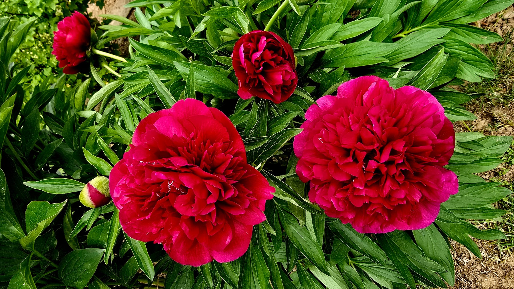 'Rubra Plena'