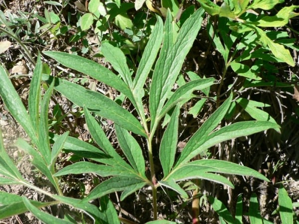 Common peony