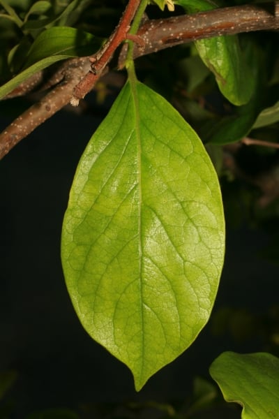 Japanese persimmon