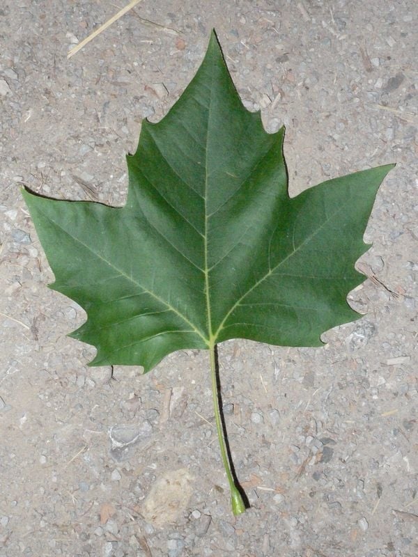 London plane