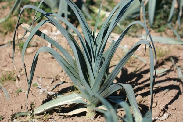 Leek