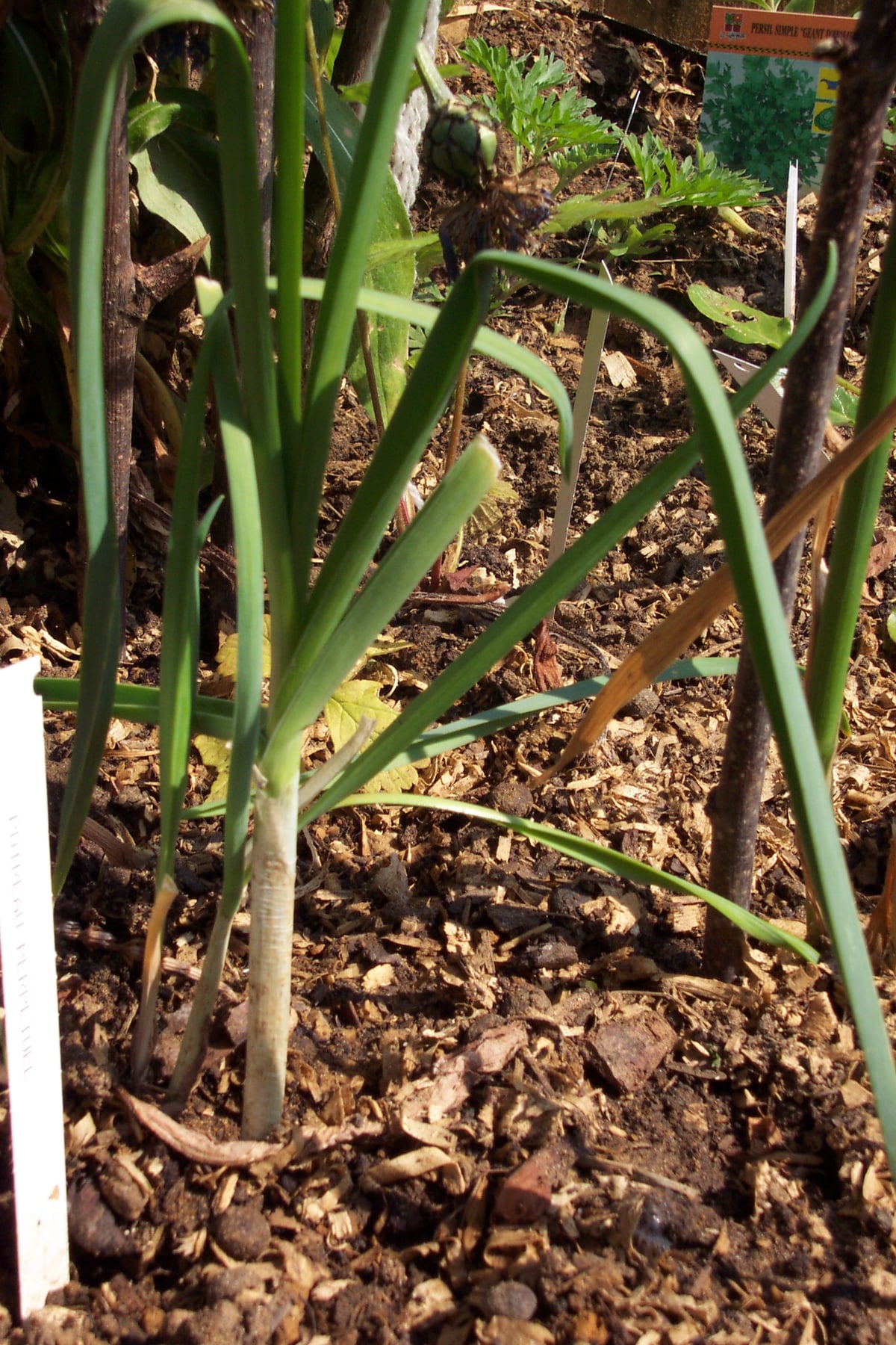 Perennial leek