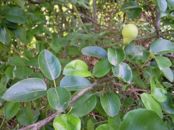 Common pear