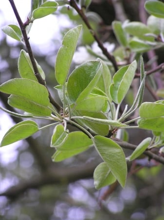 Wild pear